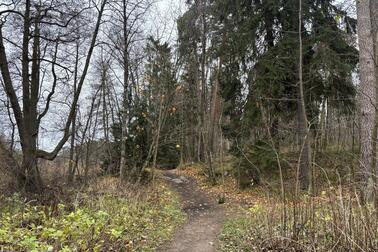 A photograph of the current forest path.