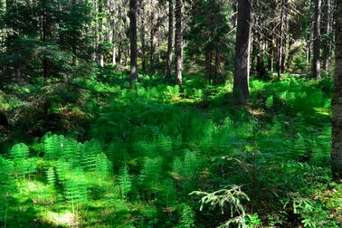 Korpea Meri-Rastilan tulevalla luonnonsuojelualueella.