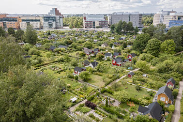 Ilmakuvassa näkyy Ruskeasuon siirtolapuutarha ja taustalla liikerakennuksia.
