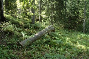 Puun runko jätetty metsään.