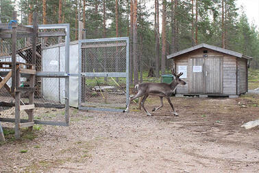 Metsäpeura lähtee avatuista tarhan porteista vapauteen.