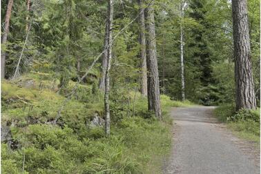 Metsässä kasvaa varpuja, mäntyjä ja muita puita. Metsän läpi kulkee leveä polku.