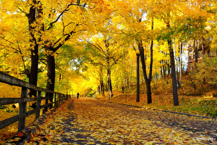 Keltalehtisiä puita kävelytien varrella.  Keltalehtisiä puita kävelytien varrella.