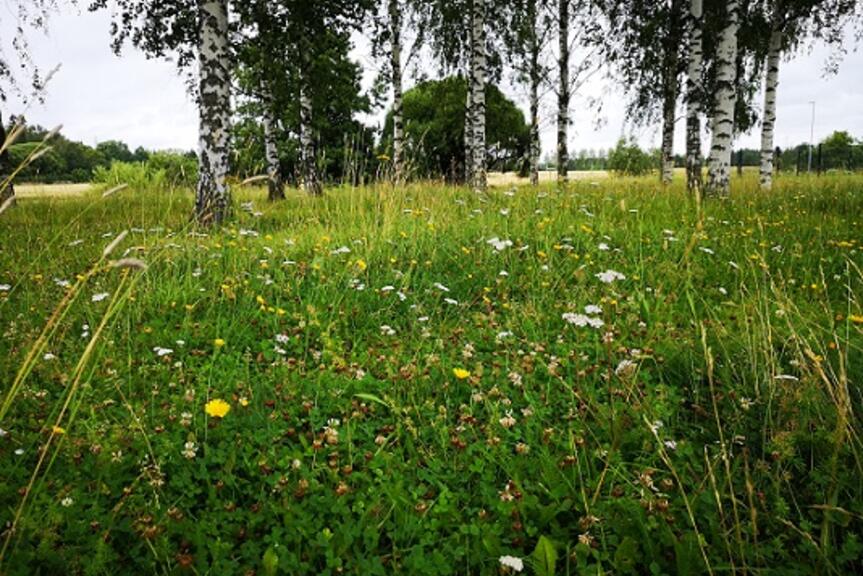 Niittymaisema kukista ja takana olevista koivuista.