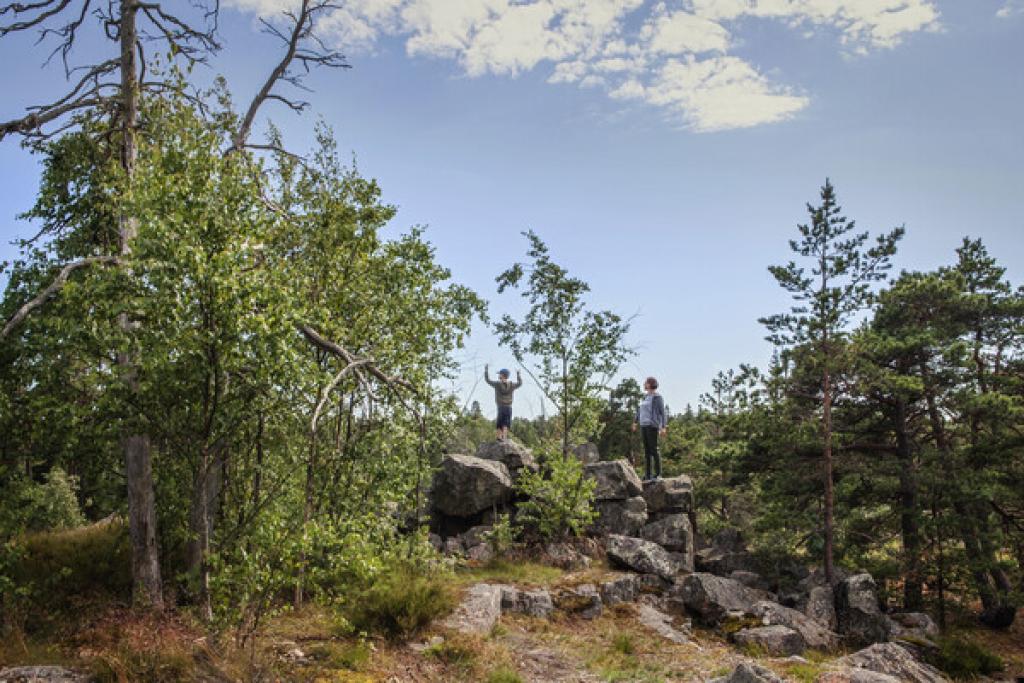 Luonnonsuojelualue Laajasalossa. Kuva: Sofie Jokinen