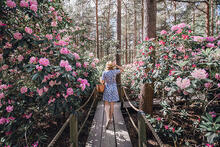 Ihminen kävelemässä kukkivien alppiruusujen keskellä. Kuva: Julia Kivelä