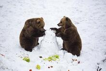 Karhut etsivät lumiukon sisälle piilotettuja herkkuja Korkeasaaressa.