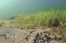 Meriajokas muodostaa pohjalle vedenalaisen niityn, joka tarjoaa ravintoa ja suojaa monille muille lajeille. Kuva: Heidi Arponen / Metsähallitus.