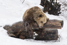 Karhu leikkii lumessa herättyään talviunilta Korkeasaaressa.